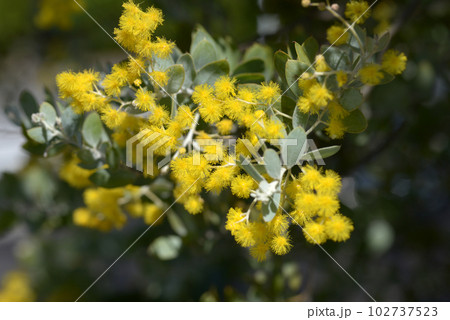 パールアカシア パールアカシア 102737523