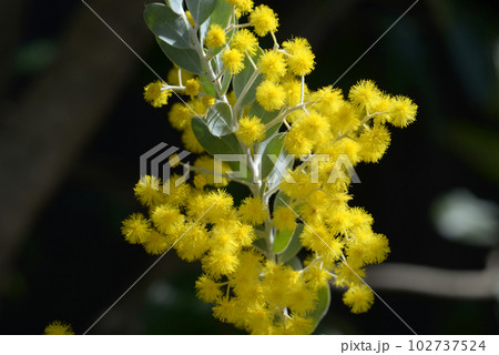 パールアカシア 102737524