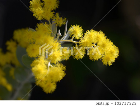 パールアカシア 102737525