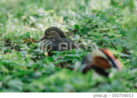 The Mandarin ducks are lying on the grass in the park. 102738013