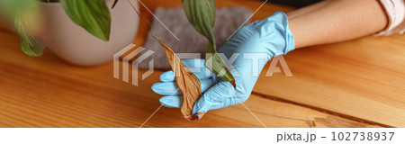Close up of woman gardener taking care about plant in flowerpot during working day in floral studio 102738937