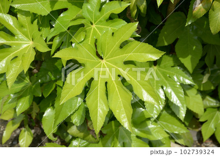 八つ手の若葉 102739324