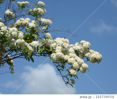 コデマリ 102739558