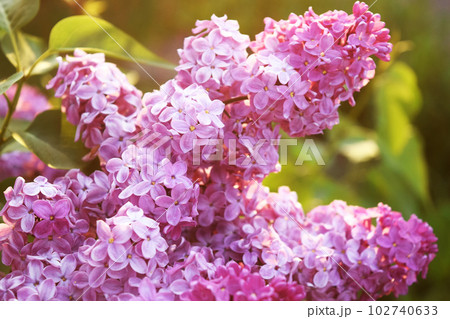 Blossom lilac flowers in spring in garden. branch of Blossoming purple lilacs in spring. Blooming lilac bush. Blossoming purple and violet lilac flowers. Spring season, nature background. 102740633