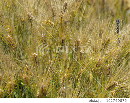 収穫前の畑の大麦 102740876