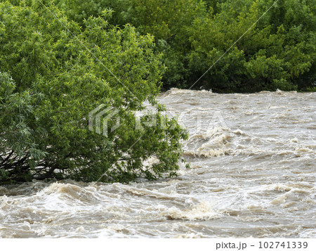 大雨で増水した河川に沈む樹木 大雨で増水した河川に沈む樹木 102741339
