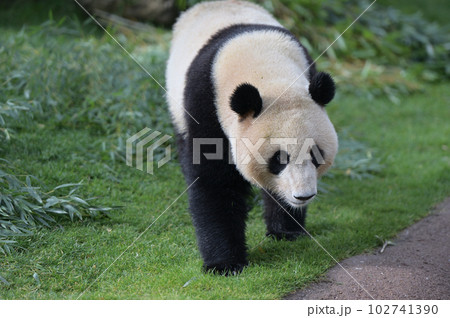 お散歩中の優浜 102741390