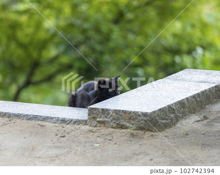 神社に住み着く黒猫の地域ネコ 神社に住み着く黒猫の地域ネコ 102742394