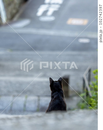 神社に住み着く黒猫の地域ネコ 神社に住み着く黒猫の地域ネコ 102742397
