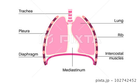 Mediastinum infographic poster Mediastinum infographic poster 102742452