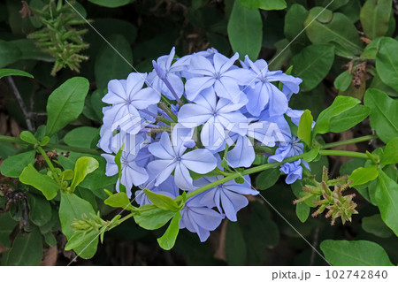 The cape leadwort, blue plumbago or Cape plumbago (Latin - Plumbago auriculata) 102742840