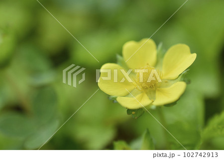 ヘビイチゴ 102742913