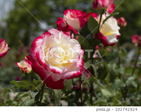 紅白の美しい薔薇の花『ダブル･デライト』 102742924