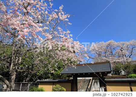 福島県の桜・・勿来の関公園の桜 福島県の桜・・勿来の関公園の桜 102742925