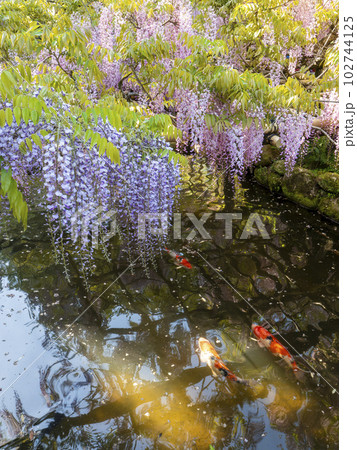 美しい藤棚と池の錦鯉 102744125