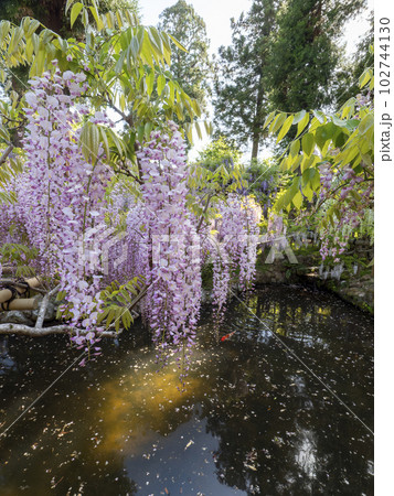 美しい藤棚と池の錦鯉 102744130