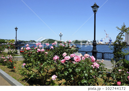 薔薇の公園  満開のバラと港　ヴェルニー公園 102744172