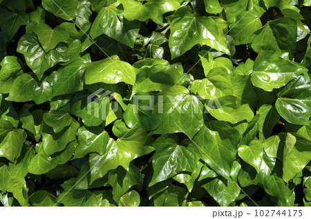 いちめんの葉っぱ　オカメヅタ　カナリーキヅタ　グラフィック素材 102744175