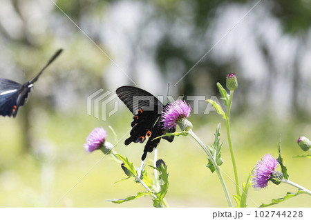 ノアザミに吸蜜するクロアゲハ 102744228