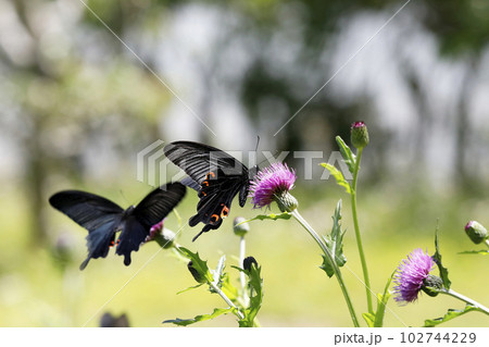 ノアザミに吸蜜するクロアゲハ 102744229