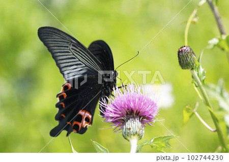 ノアザミに吸蜜するクロアゲハ 102744230