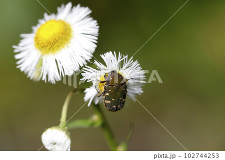 コアオハナムグリ 102744253