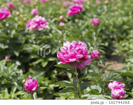 色鮮やかなシャクヤクの花 102744268