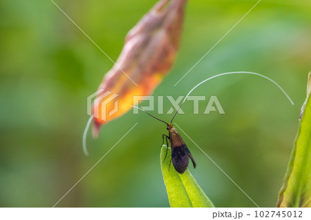 クロハネシロヒゲナガ 102745012