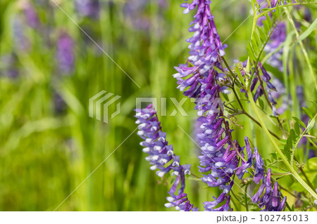 クサフジ 102745013