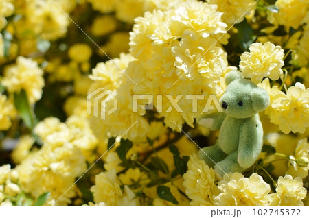 満開の黄色いモッコウバラの花とテディベア　　 102745372