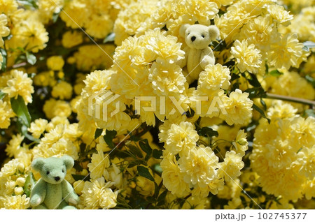 満開の黄色いモッコウバラの花とテディベア　　 102745377