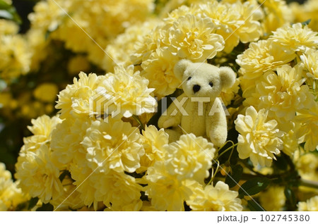 満開の黄色いモッコウバラの花とテディベア 満開の黄色いモッコウバラの花とテディベア 102745380