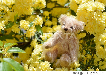満開の黄色いモッコウバラの花とテディベア　 102745382
