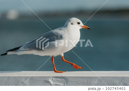 The black-headed adult gull in winter plumage on a pier fence on the Baltic Sea 102745401