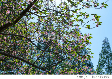 コウゾの花 コウゾの花 102745495