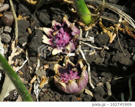 ハランの花 ハランの花 102745909