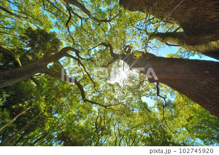 光条の差す、下から見上げた森の木々 102745920