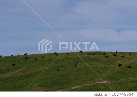美ヶ原高原の美ヶ原牧場 102745954