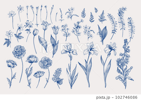 Set with irises, anemones, carnations and poppies. Spring and summer flowers and leaves. Isolated plants on a light background. Blue 102746086