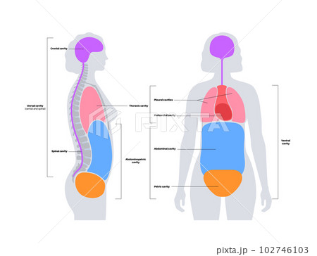 Body cavities poster 102746103