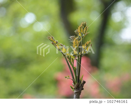 タラの芽 102746161