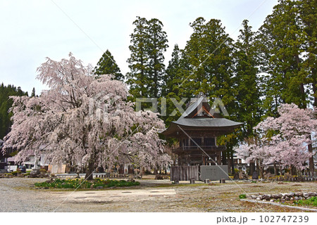 信州の春 満開の枝垂れ桜 長野県白馬村長谷寺 信州の春 満開の枝垂れ桜 長野県白馬村長谷寺 102747239