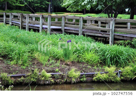 風情ある春の公園　小雨の中の散策　池 102747556