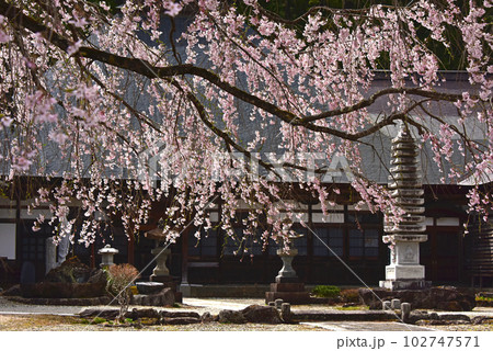 信州の春　満開の枝垂れ桜　長野県白馬村長谷寺 102747571