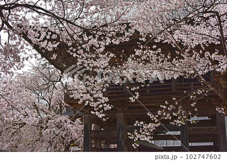 信州の春 境内に咲く満開の桜 長野県白馬村長谷寺 信州の春 境内に咲く満開の桜 長野県白馬村長谷寺 102747602