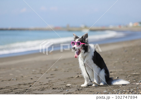 湘南の海でサングラスをかけている犬 湘南の海でサングラスをかけている犬 102747894