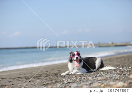 湘南の海でサングラスをかけている犬 湘南の海でサングラスをかけている犬 102747897