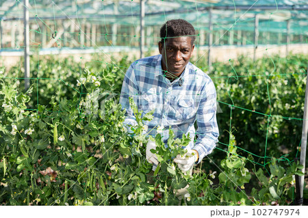 Grower working in greenhouse, tending plants Grower working in greenhouse, tending plants 102747974