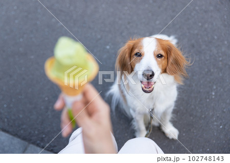 飼主さんが食べるソフトクリームを見つめる犬 102748143