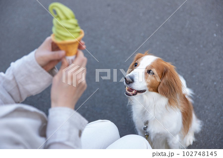 飼主さんが食べるソフトクリームを見つめる犬 102748145